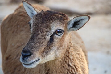 portrait of a young deer