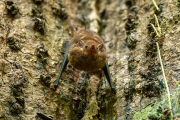 Close up Greater sac-winged white-lined bat, Saccopteryx bilineata, family Emballonuridae native to Central and South America.