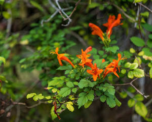 Bright Orange Trumpet Flowers Blooming Among Lush Green Foliage