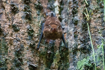 Close up Greater sac-winged white-lined bat, Saccopteryx bilineata, family Emballonuridae native to Central and South America.