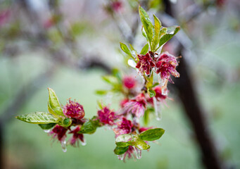 Fruit blossom flowers covered in ice frozen petals Central Otago New Zealand