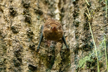 Close up Greater sac-winged white-lined bat, Saccopteryx bilineata, family Emballonuridae native to Central and South America.