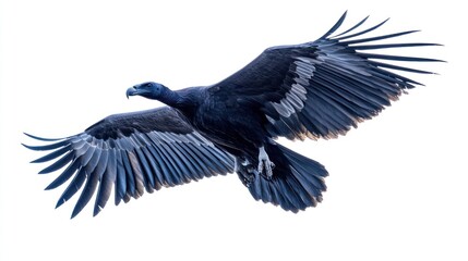 Obraz premium Vulture in Flight