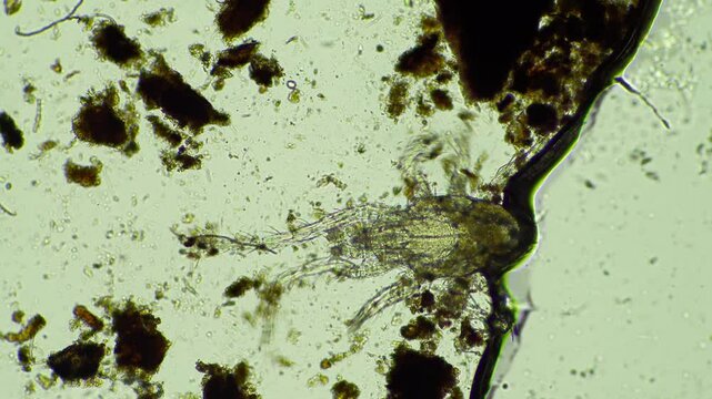 microorganisms and soil biology, with nematodes and fungi under the microscope.	
