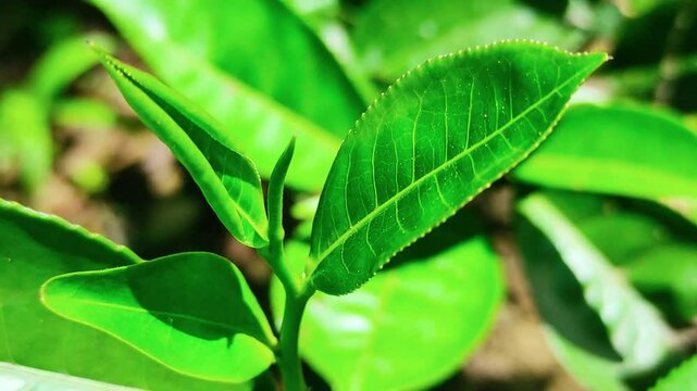 Close up of green tea leaves