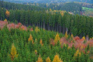 Autumn forest. Fall nature. Autumn picturesque background. Vibrant color tree, red orange foliage in fall park. Nature change Yellow leaves in october season. Autumn forest on a sunny day. Krusne Hory