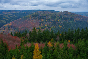 Autumn forest. Fall nature. Autumn picturesque background. Vibrant color tree, red orange foliage in fall park. Nature change Yellow leaves in october season. Autumn forest on a sunny day. Krusne Hory