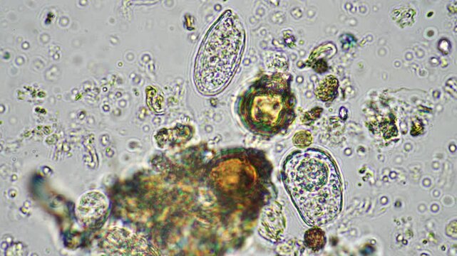 microorganisms and soil biology, with nematodes and fungi under the microscope.	
