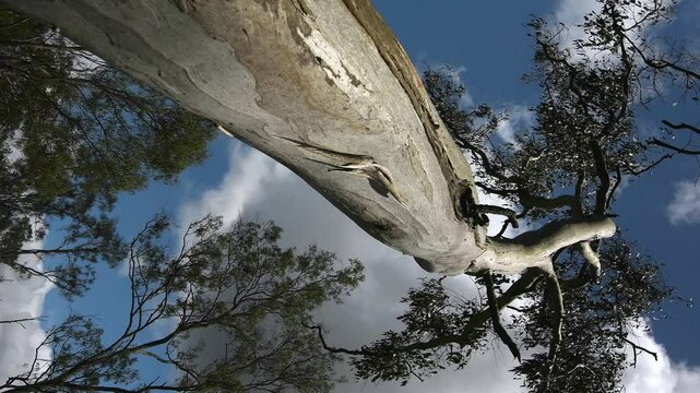 Wide shot looking up trunk Australian Forest Red Gumtree -Tereticornis- green leaves storm clouds forming vertical video 