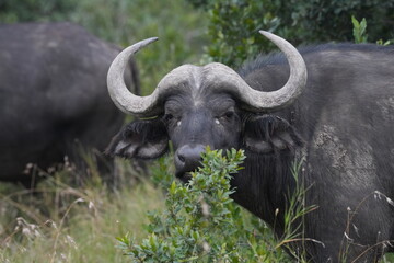 Africa Big Five---Buffalo One of the most dangerous animal in Africa © Flaneur