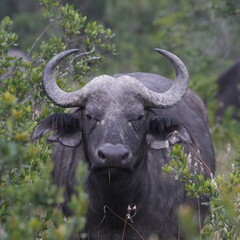 Africa Big Five---Buffalo
One of the most dangerous animal in Africa