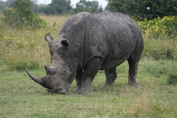Obraz premium Africa Big Five---Rhino(white & black) One of the most endangered animal species in the world