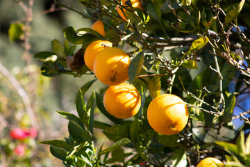 up close orange tree branch in sunlight