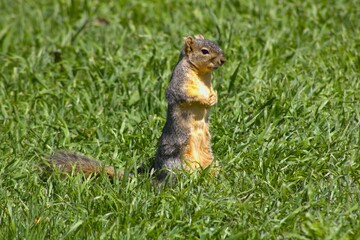 american squirrel with brown fur outdoors