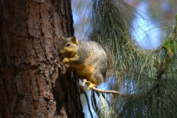 american brown squirrel at park