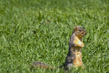 american brown squirrel at park