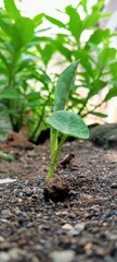 plant