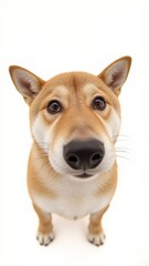 Generative AI, close-up of a Shiba Inu puppy against white background