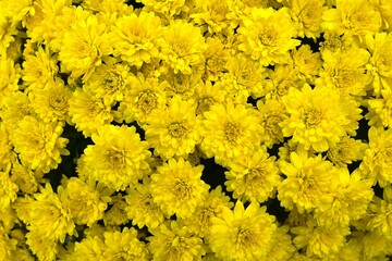 Chrysanthemum morifolium flowers. Many people enjoy the chrysanthemum flower exhibition, a seasonal feature of autumn in Japan.