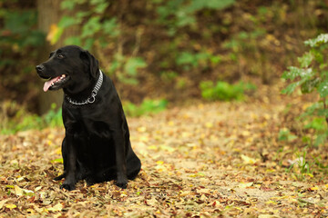 Adorable Labrador Retriever dog sitting among fallen leaves outdoors. Space for text