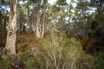 beautiful australian bush with trees, shrubs, grasses, with lots of different types, storing carbon in a  forest