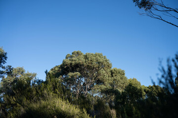 beautiful australian bush with trees, shrubs, grasses, with lots of different types, storing carbon in a  forest