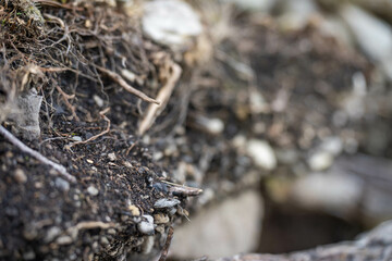 soil profile of land with soil layers of dirt, roots, organic matter, and plants in the bush and forest