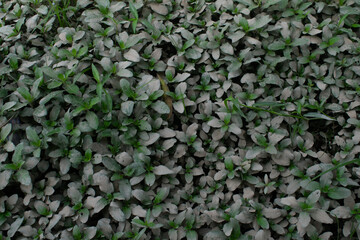 background of green leaf plants affected by soil mud