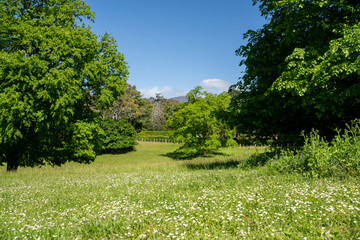 beautiful gum Trees and shrubs in the Australian bush forest. Gumtrees and native plants growing in Australia in spring. eucalyptus growing in a tall forest