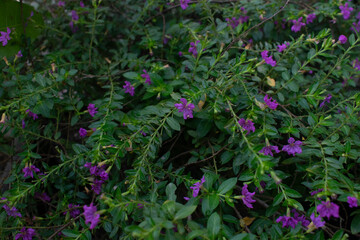 Background of small and beautiful purple flower ornamental plants