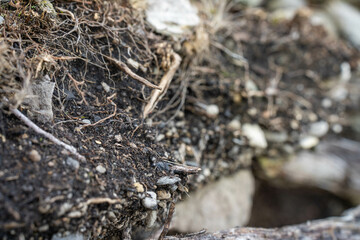 soil profile of land with soil layers of dirt, roots, organic matter, and plants in the bush and forest