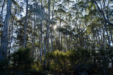 Fototapeta premium beautiful gum Trees and shrubs in the Australian bush forest. Gumtrees and native plants growing in Australia in spring. eucalyptus growing in a tall forest