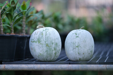 The fruit of Winter melon, White gourd, Winter gourd, Ash gourd (Benincasa hispida) in the...