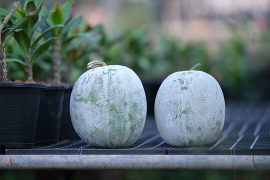 The fruit of Winter melon, White gourd, Winter gourd, Ash gourd (Benincasa hispida) in the vegetable garden in Thailand