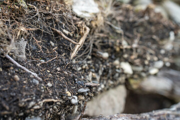 soil profile of land with soil layers of dirt, roots, organic matter, and plants in the bush and forest