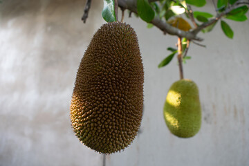 Jackfruit that still hangs on the tree
