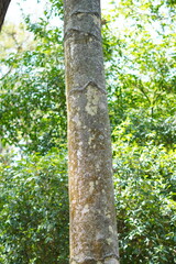 Pine tree trunk with white spots and green leaves background of trees