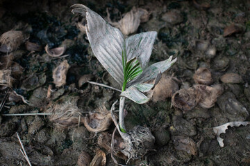 The growth of areca palm tree shoots on the ground