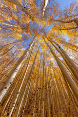 Looking Up THrough the Aspens