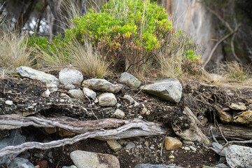 soil profile of land with soil layers of dirt, roots, organic matter, and plants in the bush and forest