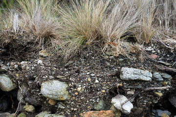 soil profile of land with soil layers of dirt, roots, organic matter, and plants in the bush and forest