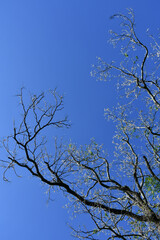 青空とニワウルシ