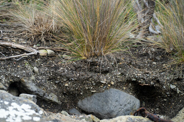 soil profile of land with soil layers of dirt, roots, organic matter, and plants in the bush and forest