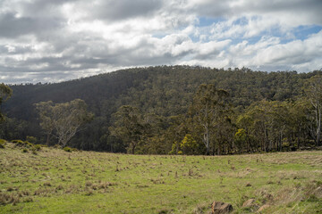 beautiful gum Trees and shrubs in the Australian bush forest. Gumtrees and native plants growing in Australia in spring. eucalyptus growing in a tall forest
