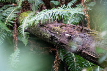 beautiful australian bush with trees, shrubs, grasses, with lots of different types, storing carbon in a  forest