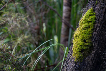 beautiful gum Trees and shrubs in the Australian bush forest. Gumtrees and native plants growing in Australia in spring. eucalyptus growing in a tall forest