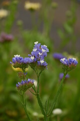 紫色のスターチス