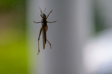 The Underside of a Large Grasshopper on a Window, Photographed from the Interior of a House Looking Out
