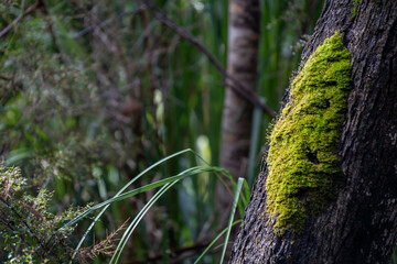 beautiful gum Trees and shrubs in the Australian bush forest. Gumtrees and native plants growing in Australia in spring. eucalyptus growing in a tall forest