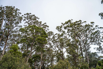 beautiful gum Trees and shrubs in the Australian bush forest. Gumtrees and native plants growing in Australia in spring. eucalyptus growing in a tall forest